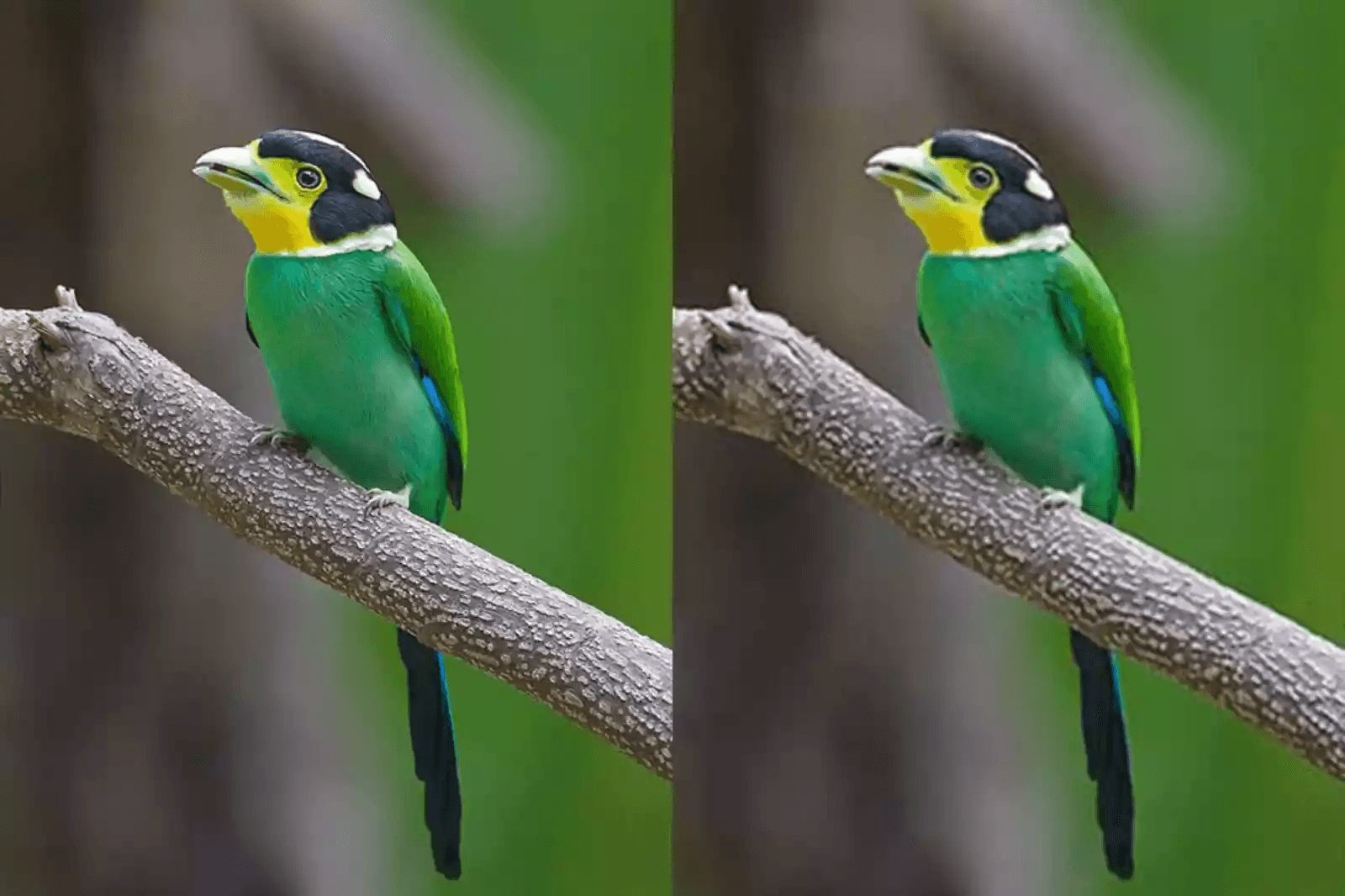 Image Compressor